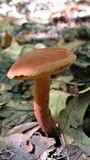 Boletochaete bicolor image