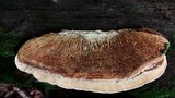 Daedalea quercina image