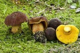 Xerocomus morrisii image