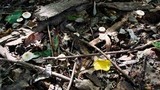 Lepiota cristata image