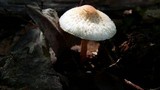 Lepiota cristata image