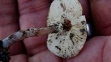 Lepiota cristata image