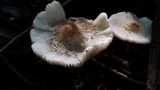 Lepiota cristata image