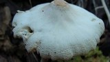 Leucocoprinus cepistipes image