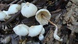 Leucocoprinus cepistipes image