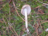Inocybe whitei image