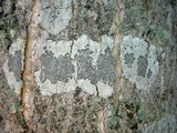 Graphis scripta image