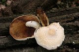 Hemipholiota populnea image