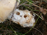 Amanita amerimuscaria image