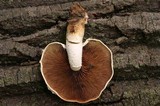 Hemipholiota populnea image