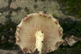 Pholiota polychroa image