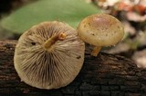 Pholiota polychroa image