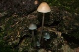 Mycena subcaerulea image