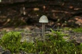 Mycena subcaerulea image