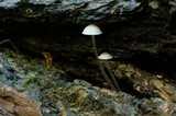 Mycena subcaerulea image