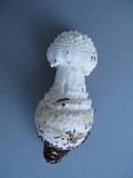 Amanita cokeri image