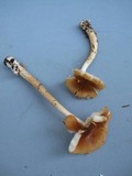 Amanita amerifulva image