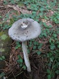 Amanita sect. Vaginatae image