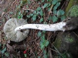Amanita sect. Vaginatae image