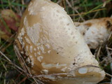 Amanita amerimuscaria image