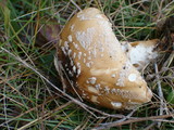 Amanita amerimuscaria image