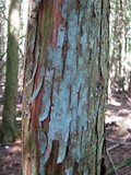 Lepraria caesiella image