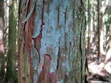 Lepraria caesiella image