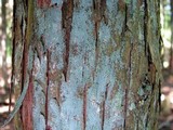 Lepraria caesiella image