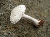 Amanita abrupta image