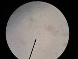 Amanita abrupta image