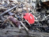 Sarcoscypha occidentalis image