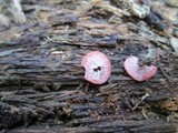 Sarcoscypha occidentalis image