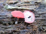 Sarcoscypha occidentalis image