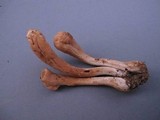 Clavariadelphus americanus image