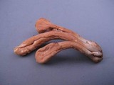 Clavariadelphus americanus image