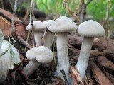 Entoloma abortivum image