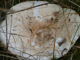 Amanita amerimuscaria image