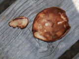 Postia fragilis image