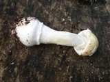 Amanita praecox image