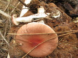 Gomphidius subroseus image