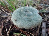 Russula parvovirescens image