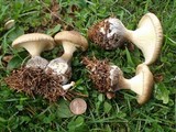 Ampulloclitocybe clavipes image
