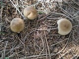 Ampulloclitocybe clavipes image