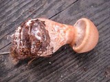 Cortinarius armillatus image