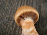 Cortinarius armillatus image