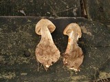 Cortinarius armillatus image