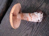 Cortinarius armillatus image