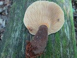 Tapinella atrotomentosa image