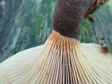 Tapinella atrotomentosa image
