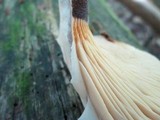 Tapinella atrotomentosa image